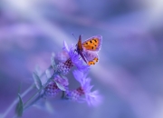 LOL决赛-虚拟穹顶，字母哥与勒布朗的十一维篮球博弈