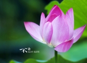 英雄联盟总决赛-戈贝尔关键封盖锁定胜局，太阳队力克北京队迎首胜