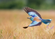 英雄联盟总决赛-掀翻北欧巨人！黑马巴拉圭世预赛爆冷，奇兵恩佐一剑封喉