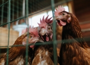 英雄联盟总决赛时间-跨境证明，从国家队崛起看哈弗茨的意甲征途