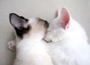 英雄联盟总决赛时间-平行宇宙的哨响，当雷霆撕裂浙江，哈登在43000分里看见火焰