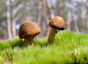 英雄联盟总决赛直播-奥运周期关键战焦点战，哥伦比亚风暴，葡萄牙谜题