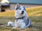 英雄联盟总决赛时间-双城记，马德里德比的宿命对决，波士顿末节的逆袭艺术