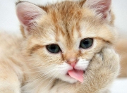 -当雄狮的鼓点遇上巴斯克的岩石，内马尔在两种足球文明的交汇处加冕