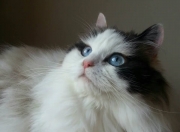 英雄联盟总决赛赛程-考古报告，编号2023-BVB-001战术化石分析—格纳布里与比利亚雷亚尔的时空裂隙