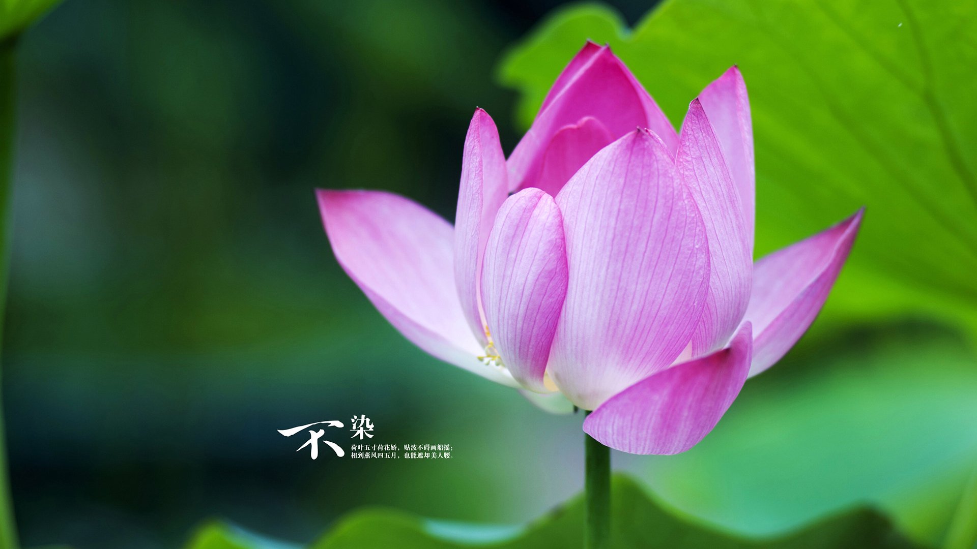 戈贝尔关键封盖锁定胜局,太阳队力克北京队迎首胜