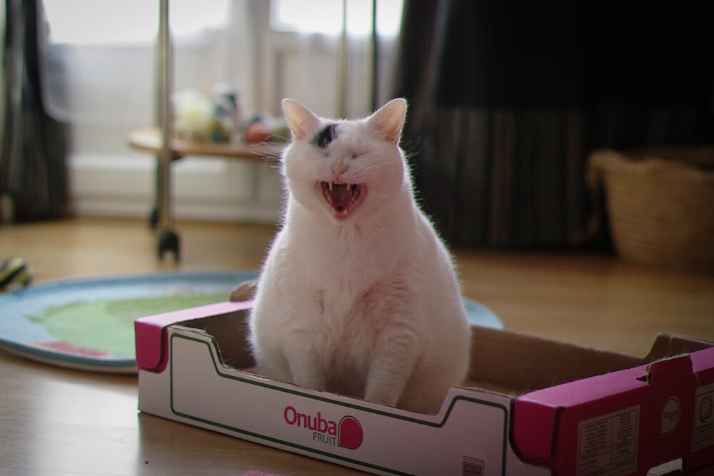 当巨兽踏入微缩盆景,卢卡库用一次呼吸,改写了尼斯与佛罗伦萨的整个季节