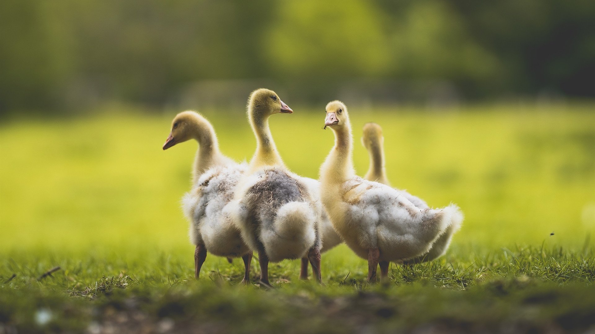 恩比德独领风骚,爵士轻取步行者,篮球之夜的华丽双重奏
