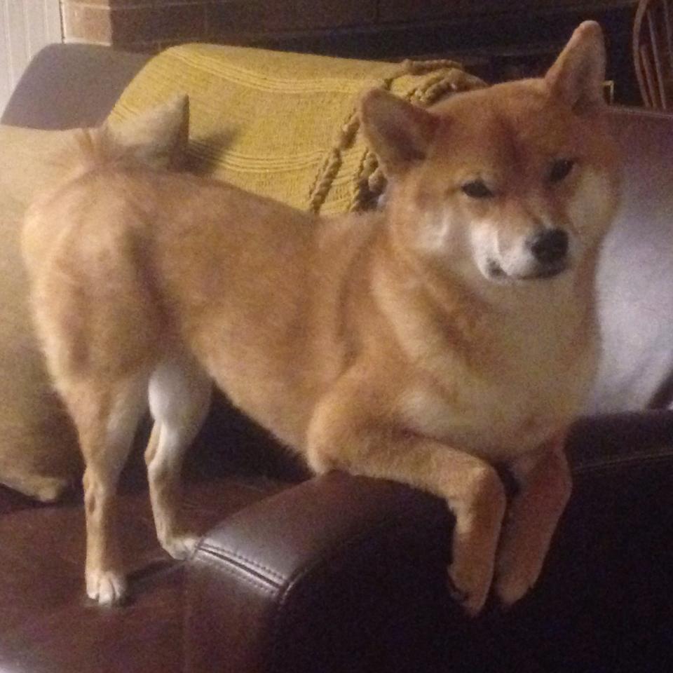 钢铁是这样炼成的,奥运周期关键战,托尼的高能输出之夜