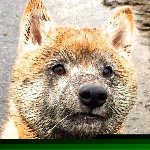 跨界巅峰，当上海队遇上勇士，伦纳德死亡缠绕拉开次元差距