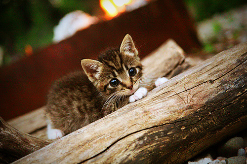 当绿茵场遇上篮球基因,欧冠史上最离奇的得分风暴