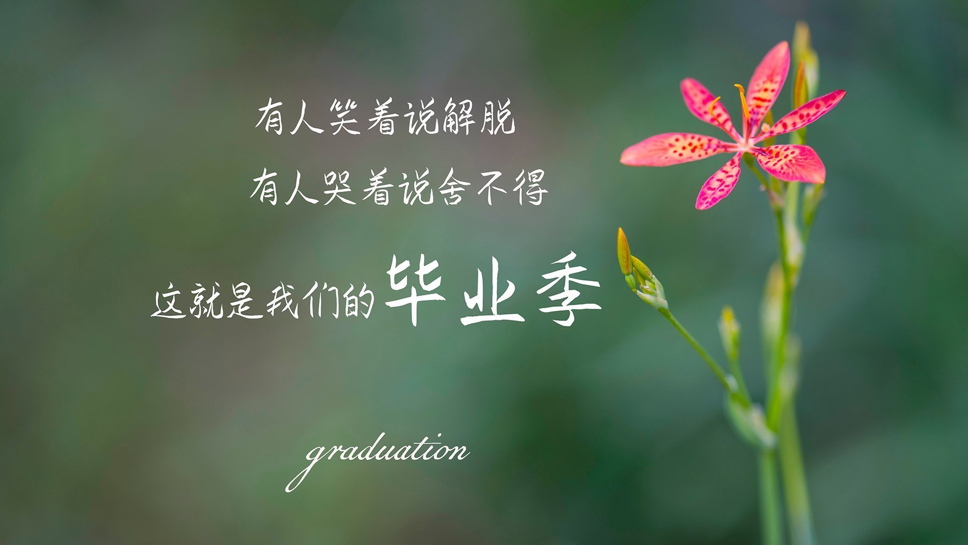 狼群撕碎孤骑，米切尔无争议最佳，森林狼团队篮球终结独行侠东契奇依赖症