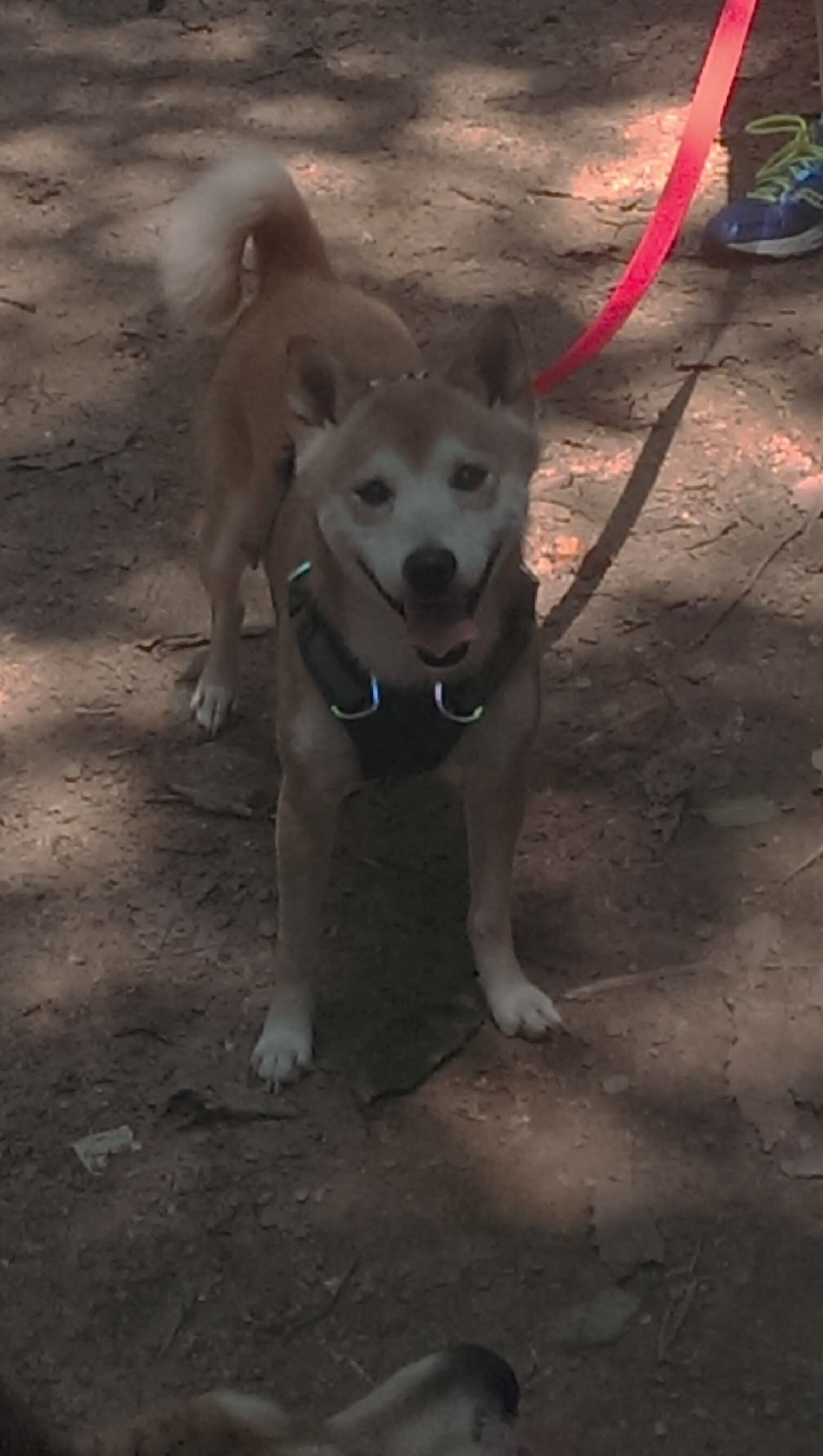 狩猎欧洲之巅，当欧文撕碎决赛的剧本