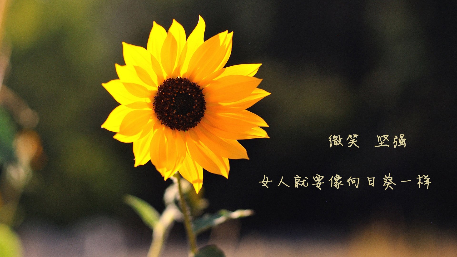 绿茵狂想曲,当美加墨世界杯的聚光灯投向篮球,尼克斯用一场统治级表演击碎湖人